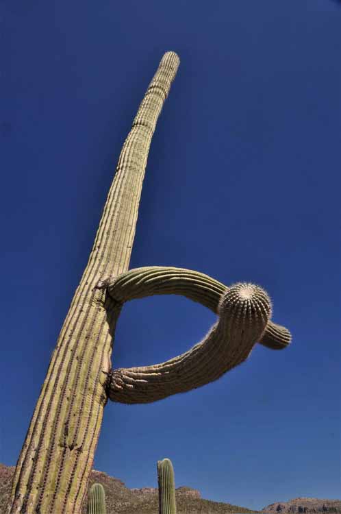 tall saguaro